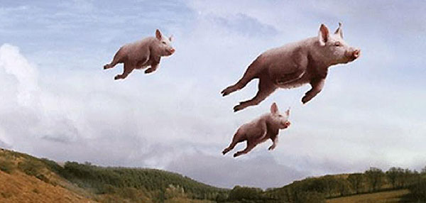 flyingpigs.jpg