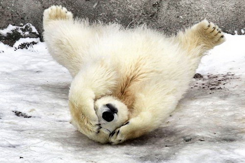 Rolling-Polar-Bear.jpg